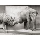 Sittig, Walter: Indian Elephant and Great Indian Rhinoceros
