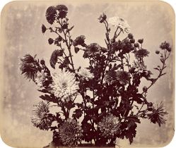 Braun, Adolphe: Flower study
