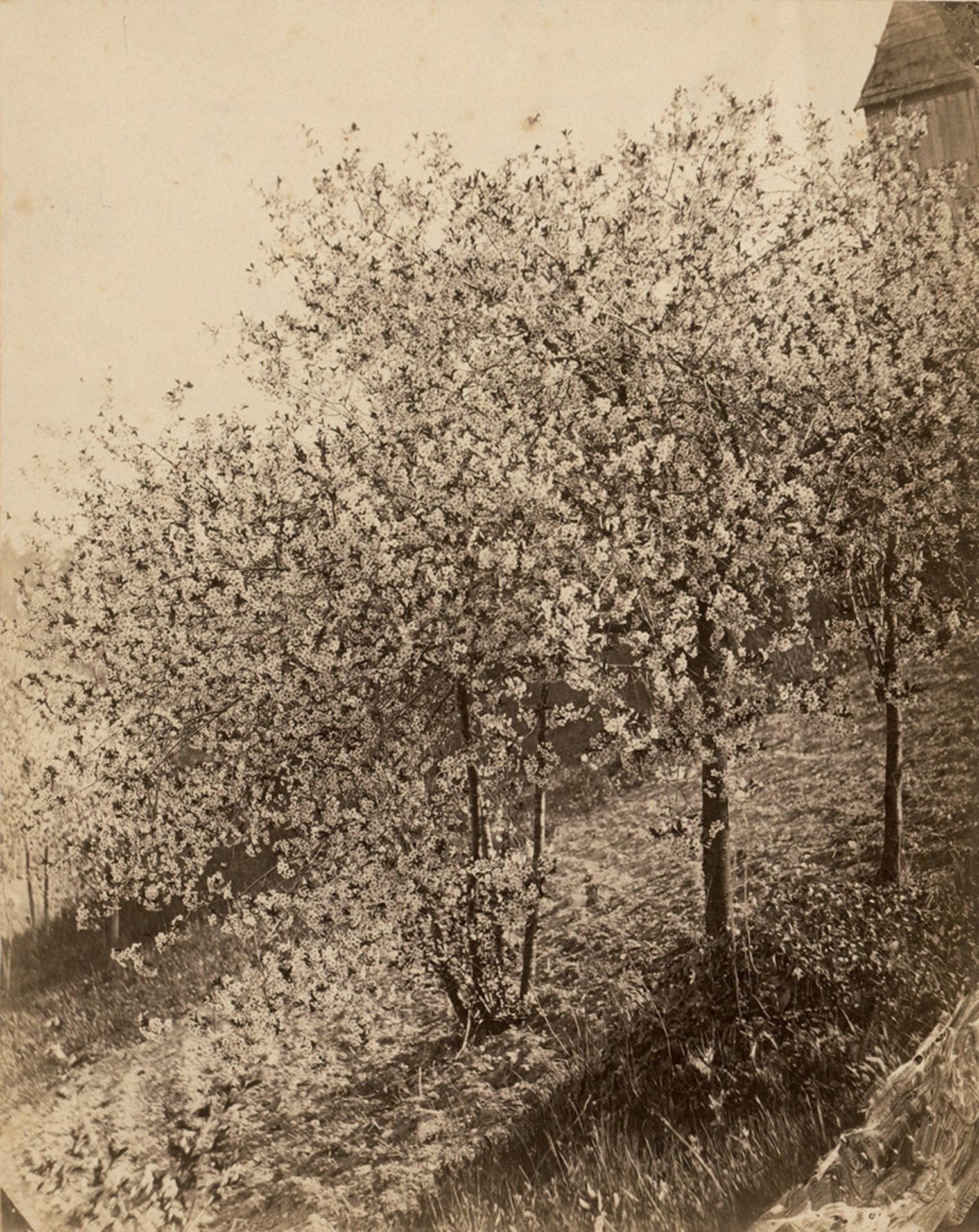 Kotzsch, August: Kotzschhausecke (cherry blossom trees)