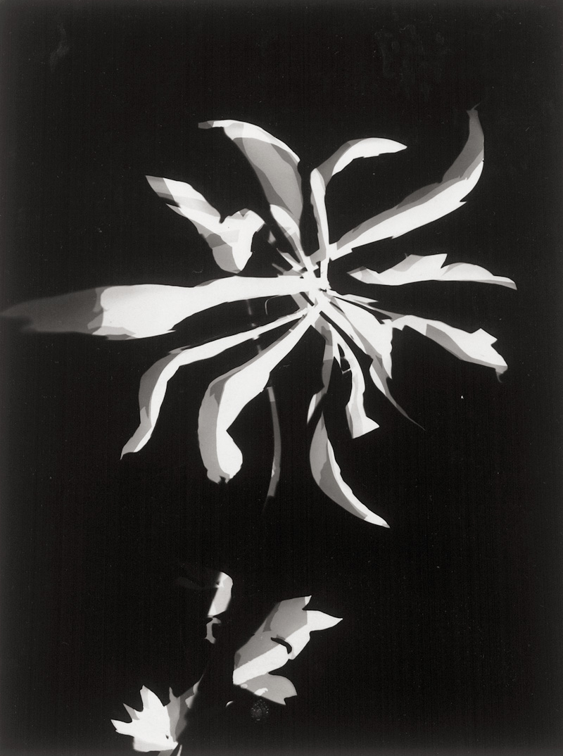 Moholy-Nagy, László: Selected images