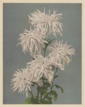 Ogawa, Kazumasa: Japanese Flower Studies