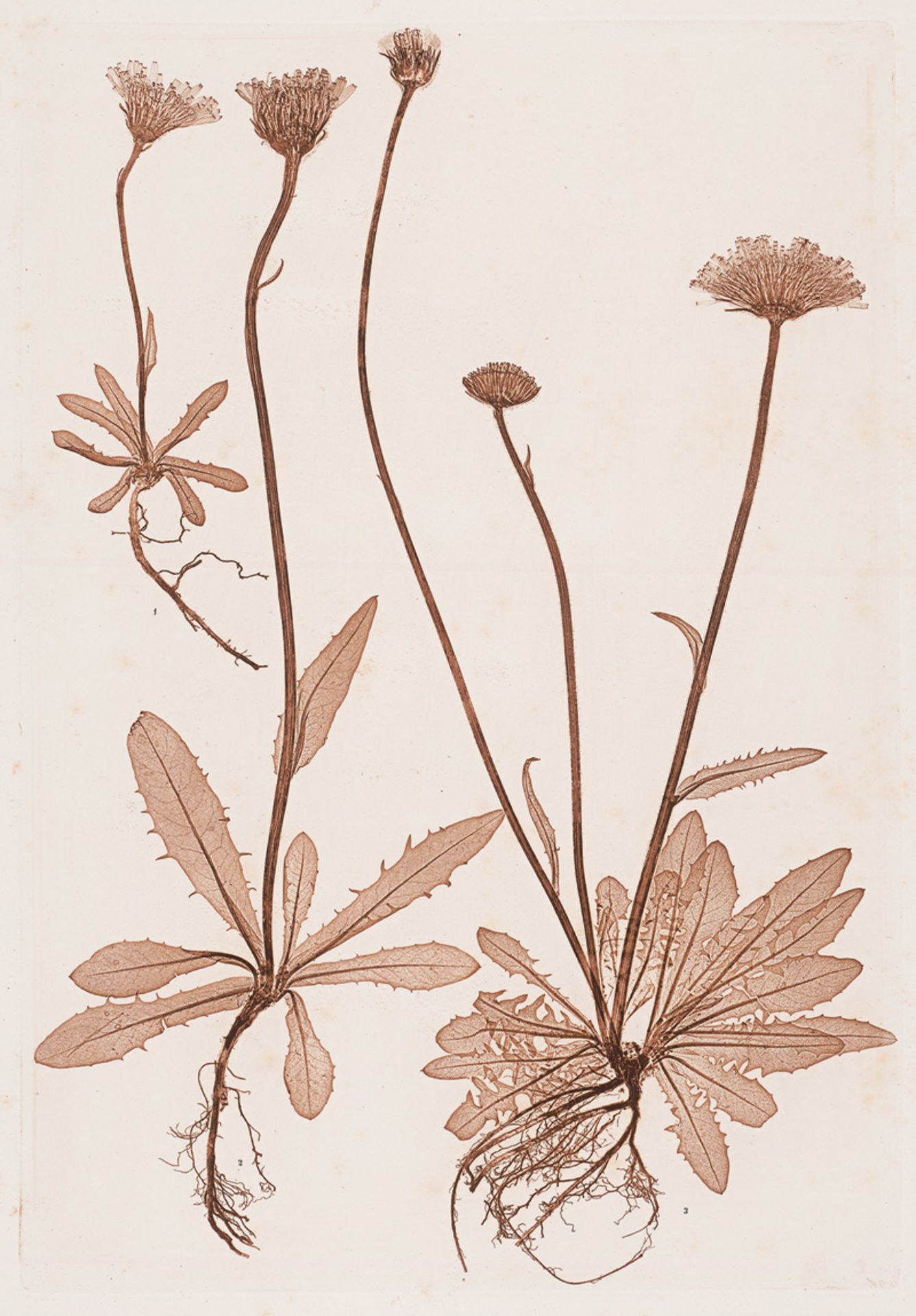 Nature Printing: Plant studies - Nature Printing