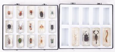 A collection of nineteen resin set insect specimens in two display cases, including Lantern Bug,