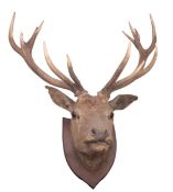 An early 20th century taxidermy 14 point stags head on oak shield plinth,