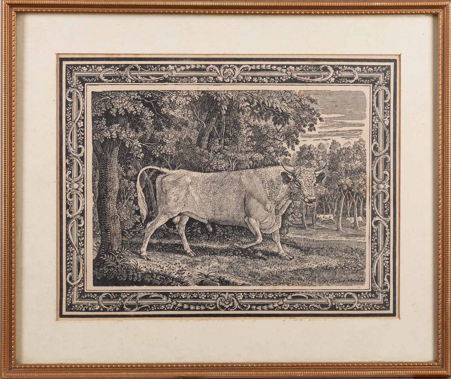 After Thomas Bewick (British, 1753-1828) The Chillingham Bull Engraving 19 x 24. - Image 2 of 2