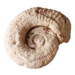 A reconstituted stone model of a fossil ammonite, 20th century; 15cm high,