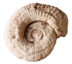 A reconstituted stone model of a fossil ammonite, 20th century; 15cm high,