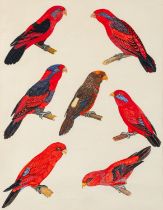 British School, 20th Century Studies of the crimson rosella parrot (Platycercus elegans) Pen,