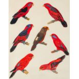 British School, 20th Century Studies of the crimson rosella parrot (Platycercus elegans) Pen,