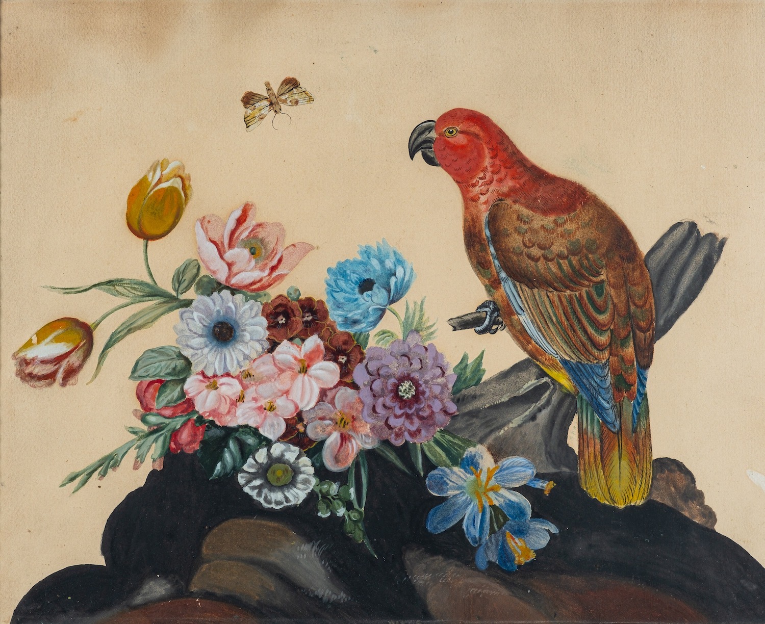 British School, 19th Century Parrot,