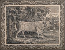 After Thomas Bewick (British, 1753-1828) The Chillingham Bull Engraving 19 x 24.