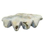 A resin composition model of giant clam half-shell, modern; realistically rendere; 33cm high,