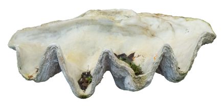 A resin composition model of giant clam half-shell, modern; realistically rendere; 33cm high,