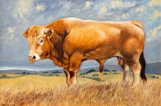 Tony Whieldon (British, 20th Century) Aquitaine Bull Oil on canvas 49.5 x 79.