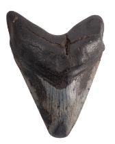 A fossilised Megalodon tooth, Miocene epoch, circa 2.