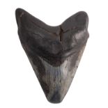 A fossilised Megalodon tooth, Miocene epoch, circa 2.