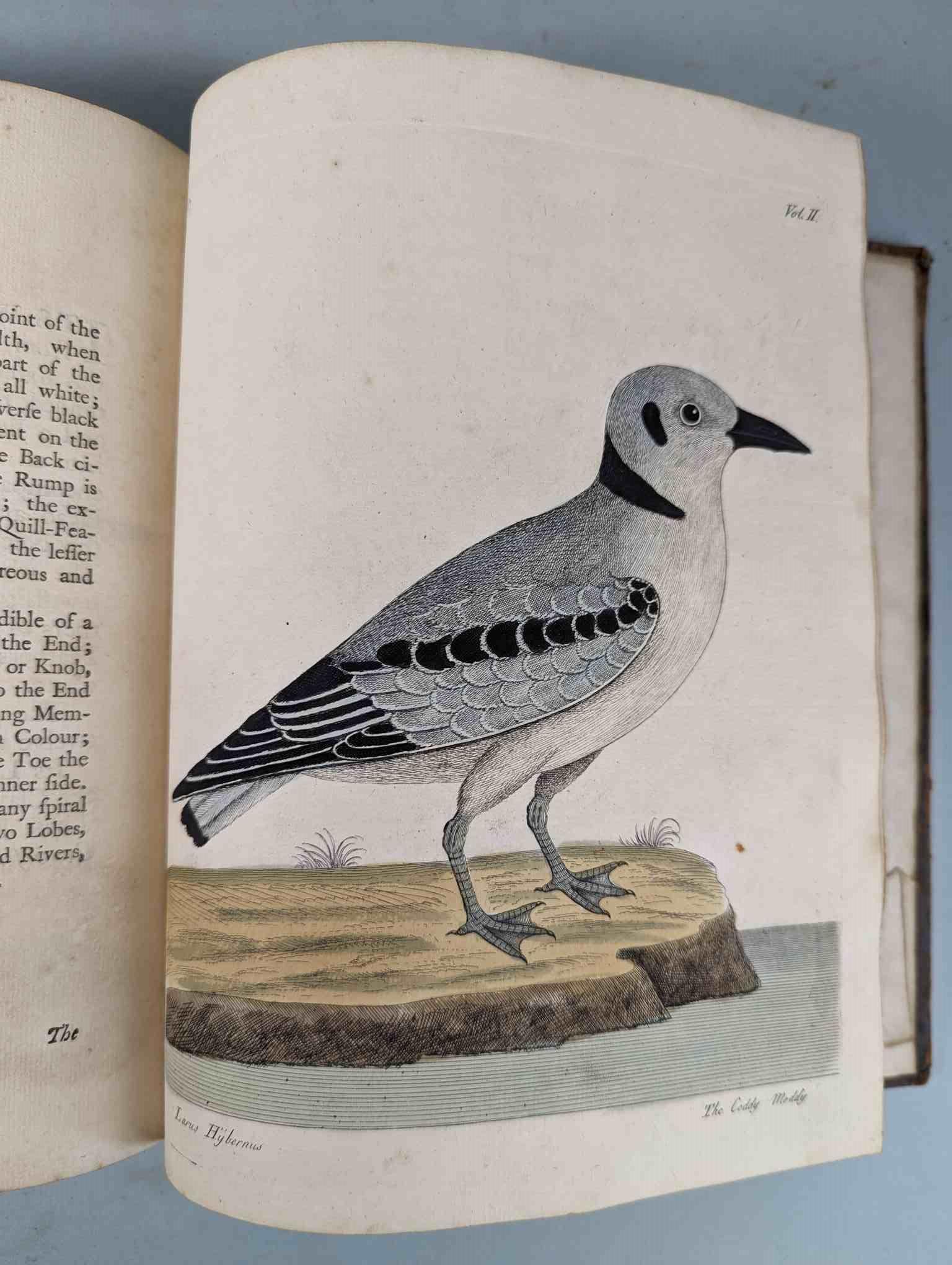 ALBIN, Eleazar. A Natural History of Birds, to which are added, Notes and Observations by W. - Image 191 of 208