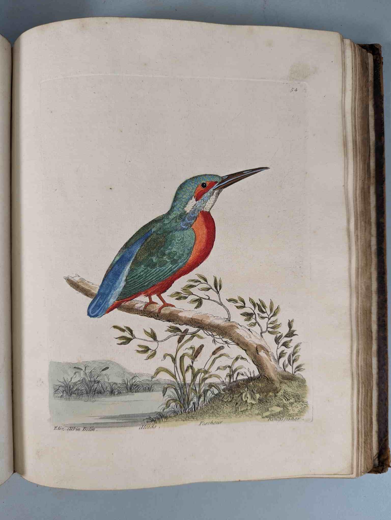 ALBIN, Eleazar. A Natural History of Birds, to which are added, Notes and Observations by W. - Image 57 of 208