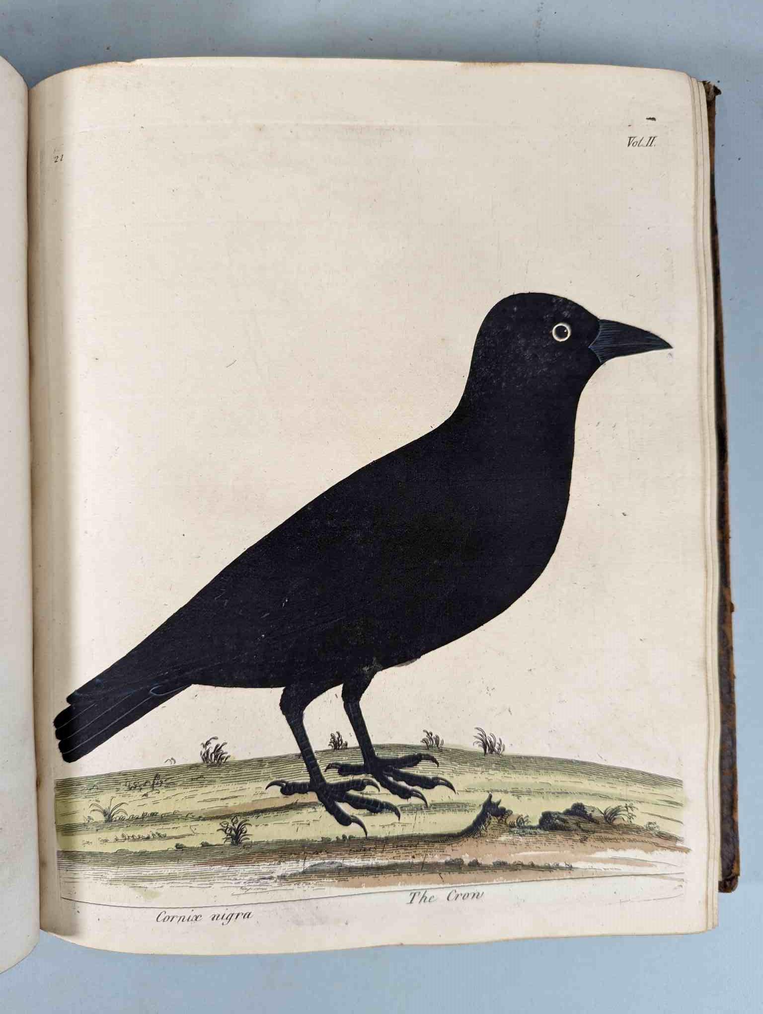 ALBIN, Eleazar. A Natural History of Birds, to which are added, Notes and Observations by W. - Image 125 of 208