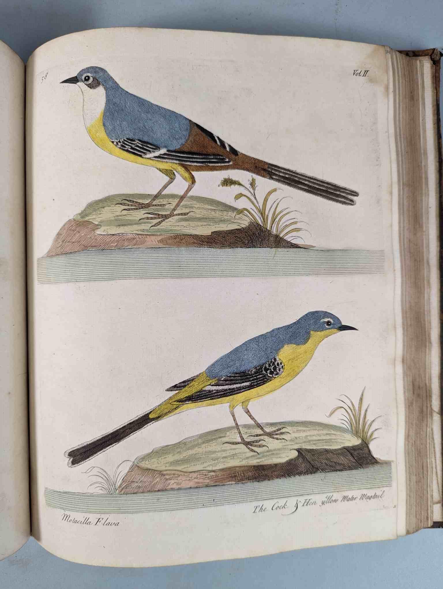 ALBIN, Eleazar. A Natural History of Birds, to which are added, Notes and Observations by W. - Image 162 of 208