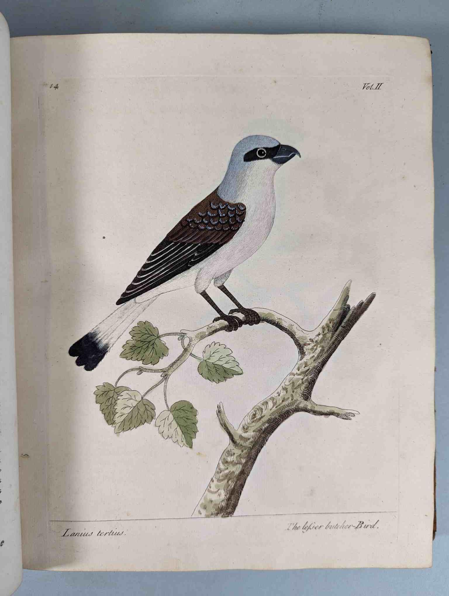 ALBIN, Eleazar. A Natural History of Birds, to which are added, Notes and Observations by W. - Image 118 of 208