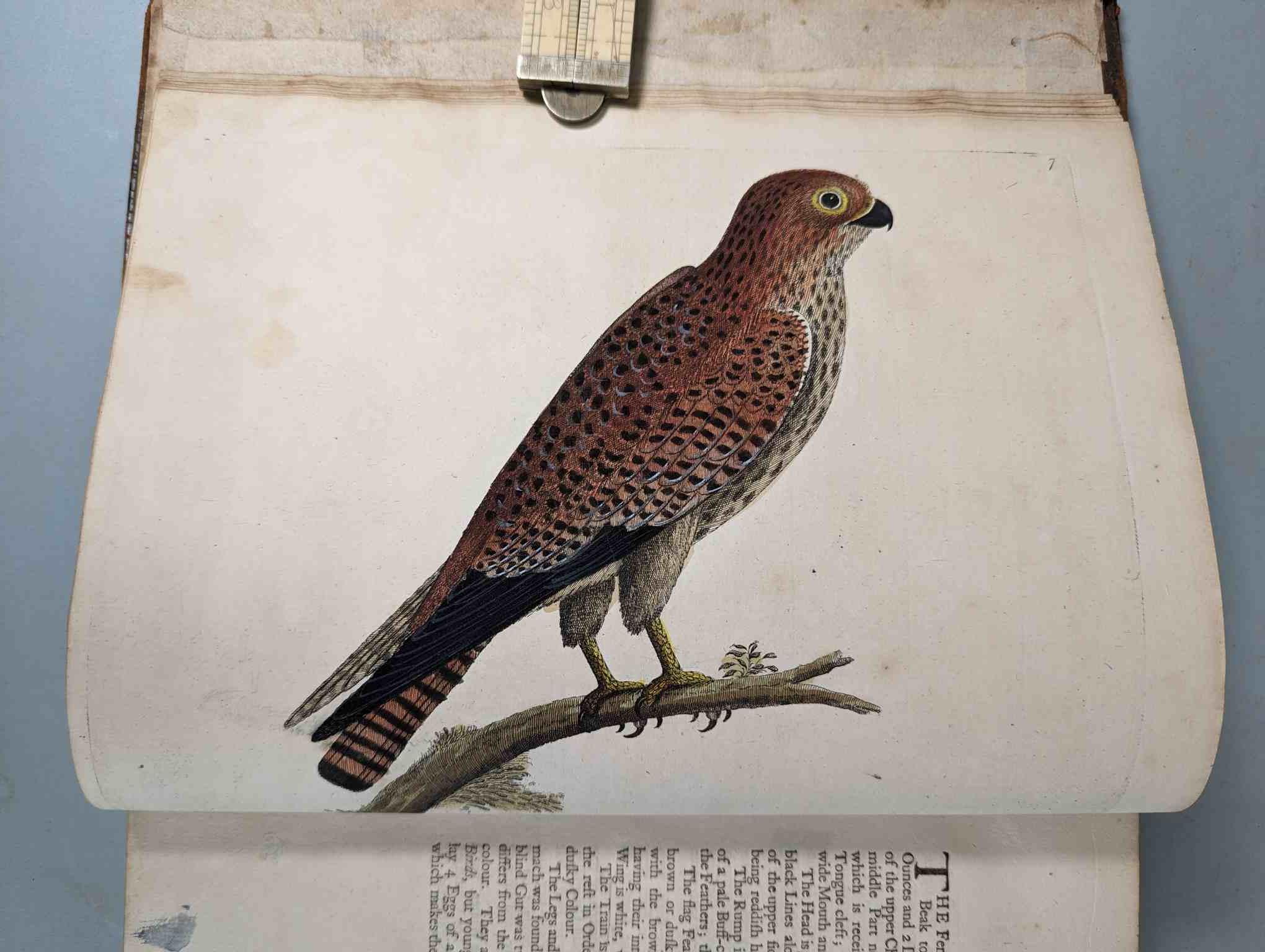 ALBIN, Eleazar. A Natural History of Birds, to which are added, Notes and Observations by W. - Image 6 of 208