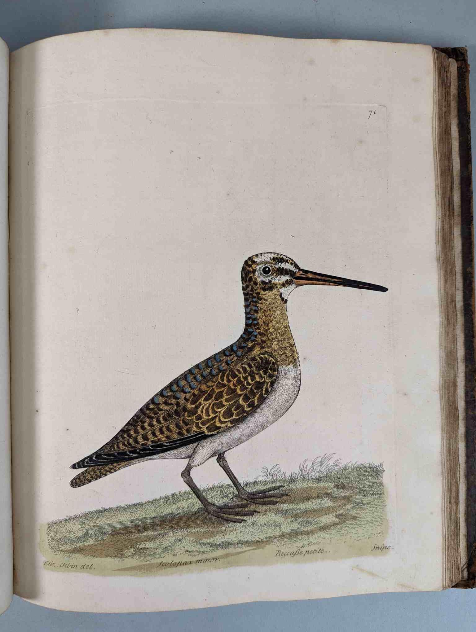 ALBIN, Eleazar. A Natural History of Birds, to which are added, Notes and Observations by W. - Image 74 of 208