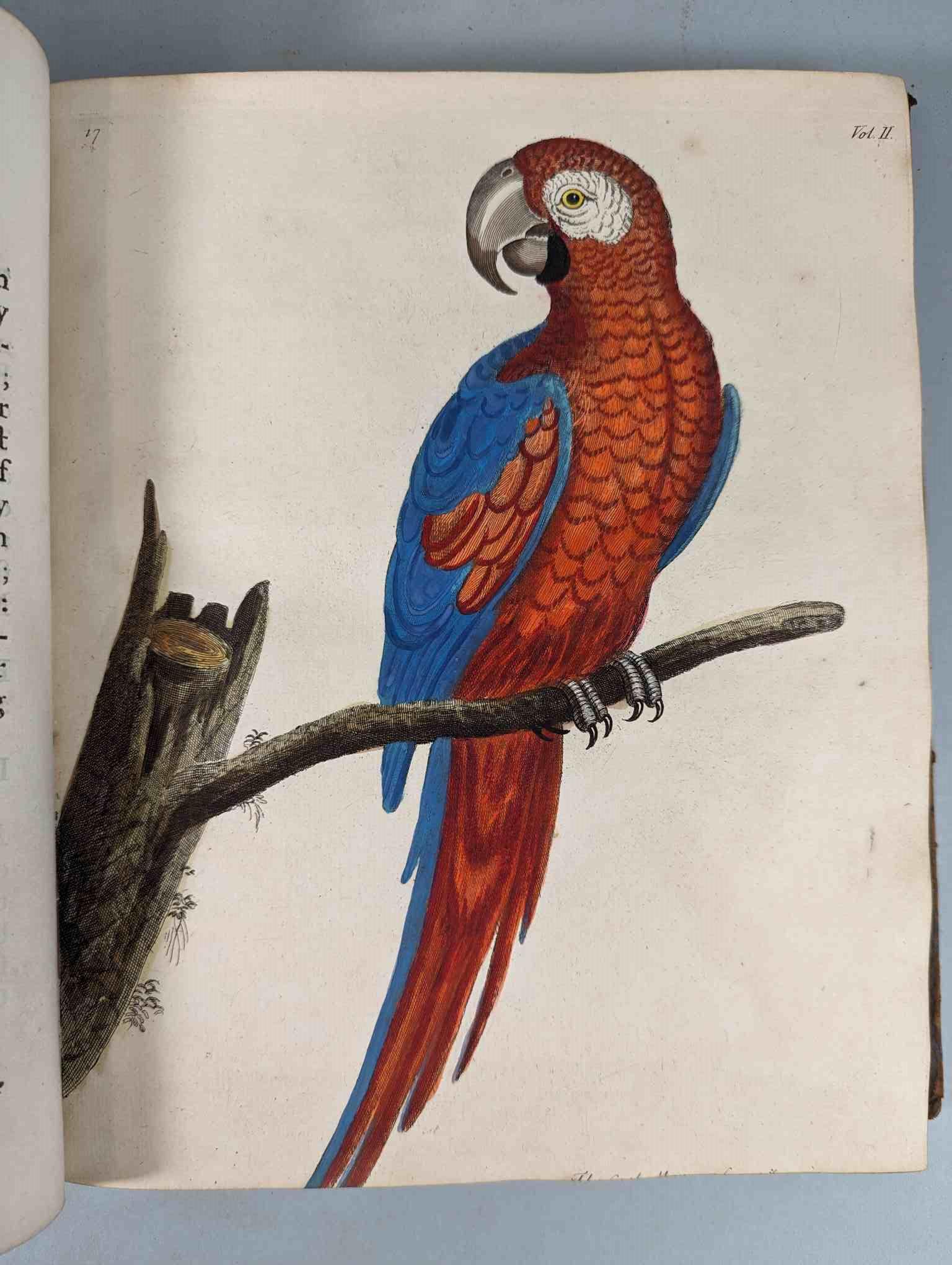 ALBIN, Eleazar. A Natural History of Birds, to which are added, Notes and Observations by W. - Image 121 of 208