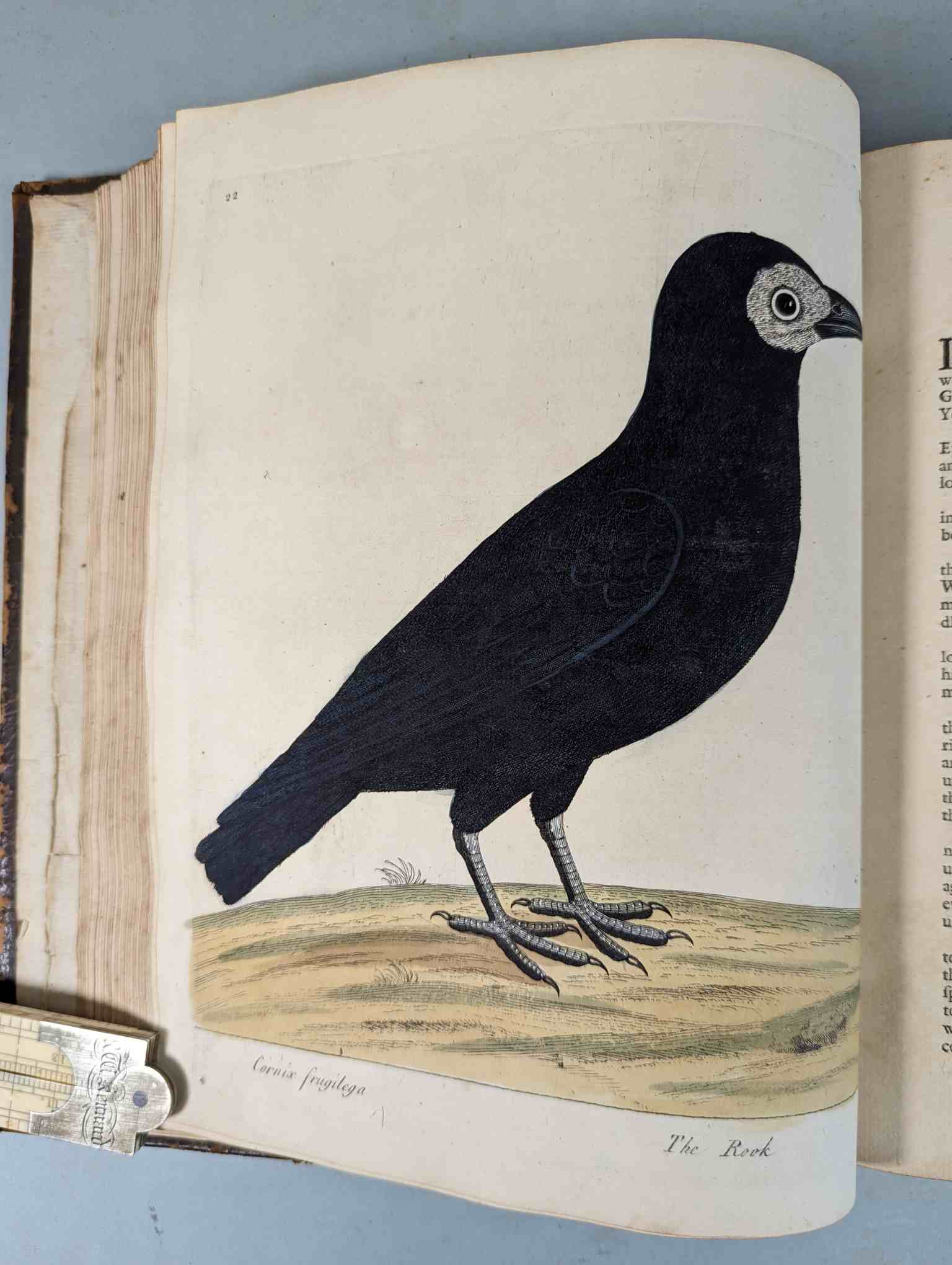 ALBIN, Eleazar. A Natural History of Birds, to which are added, Notes and Observations by W. - Image 126 of 208