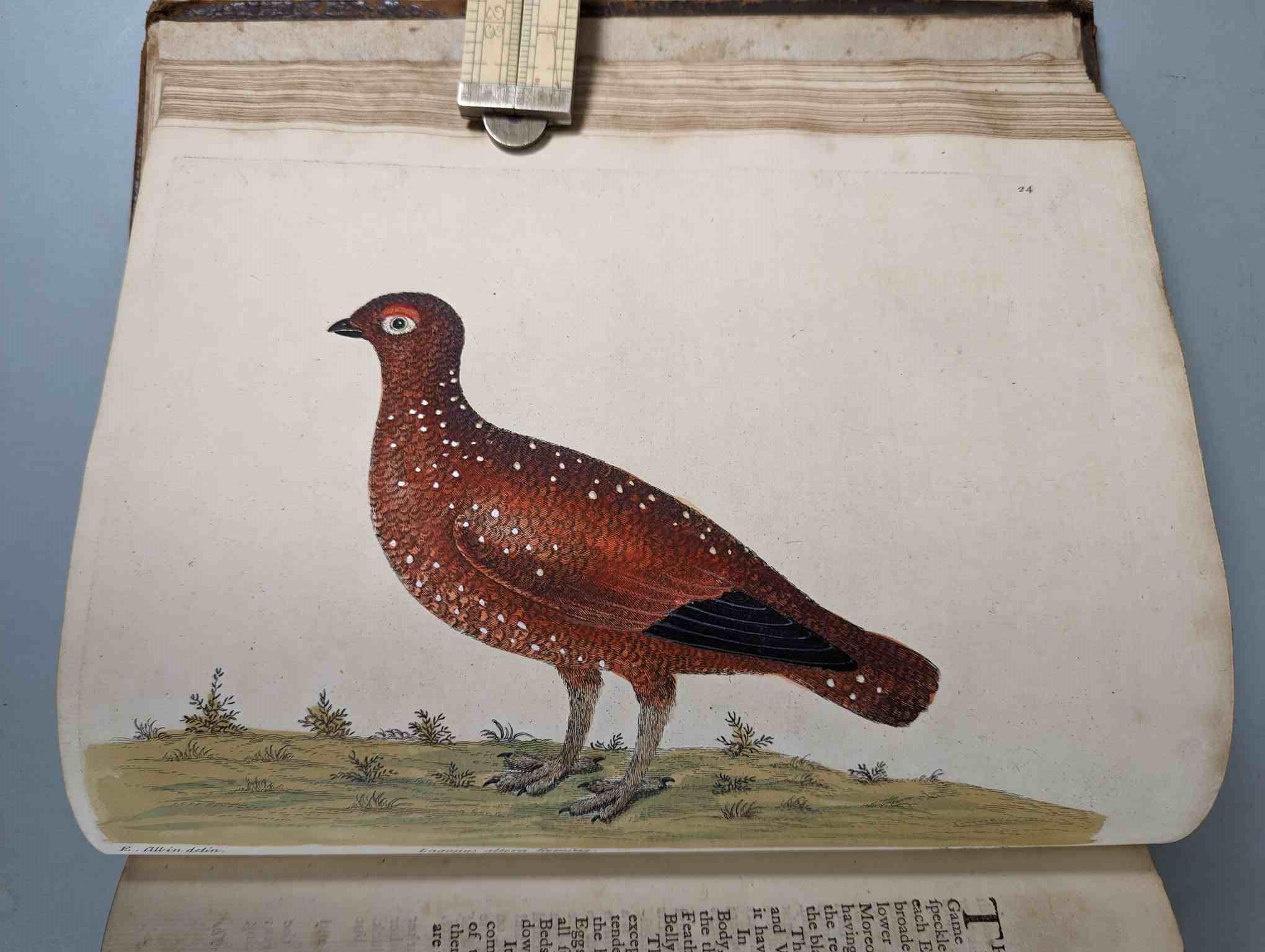 ALBIN, Eleazar. A Natural History of Birds, to which are added, Notes and Observations by W. - Image 27 of 208