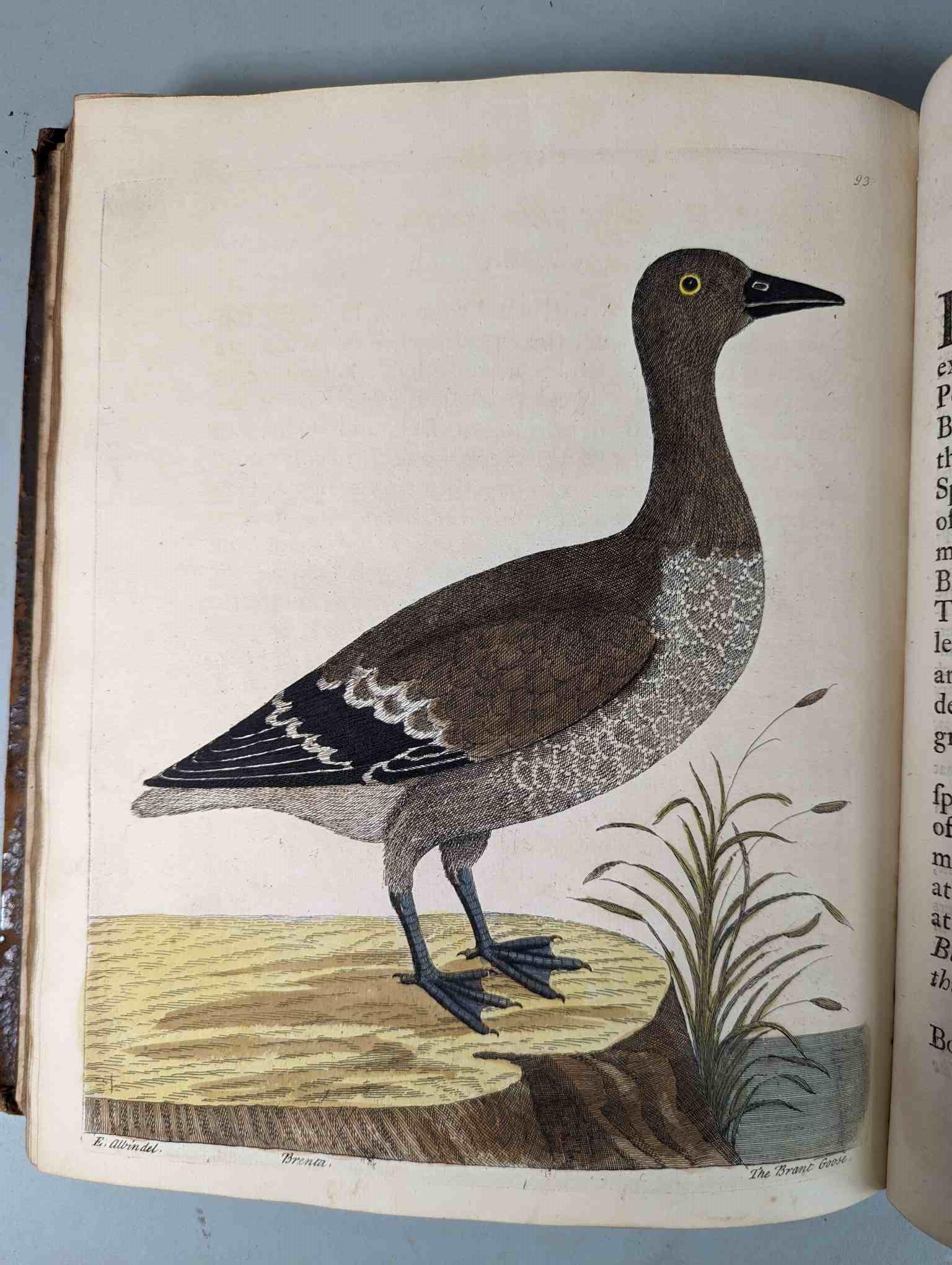 ALBIN, Eleazar. A Natural History of Birds, to which are added, Notes and Observations by W. - Image 96 of 208