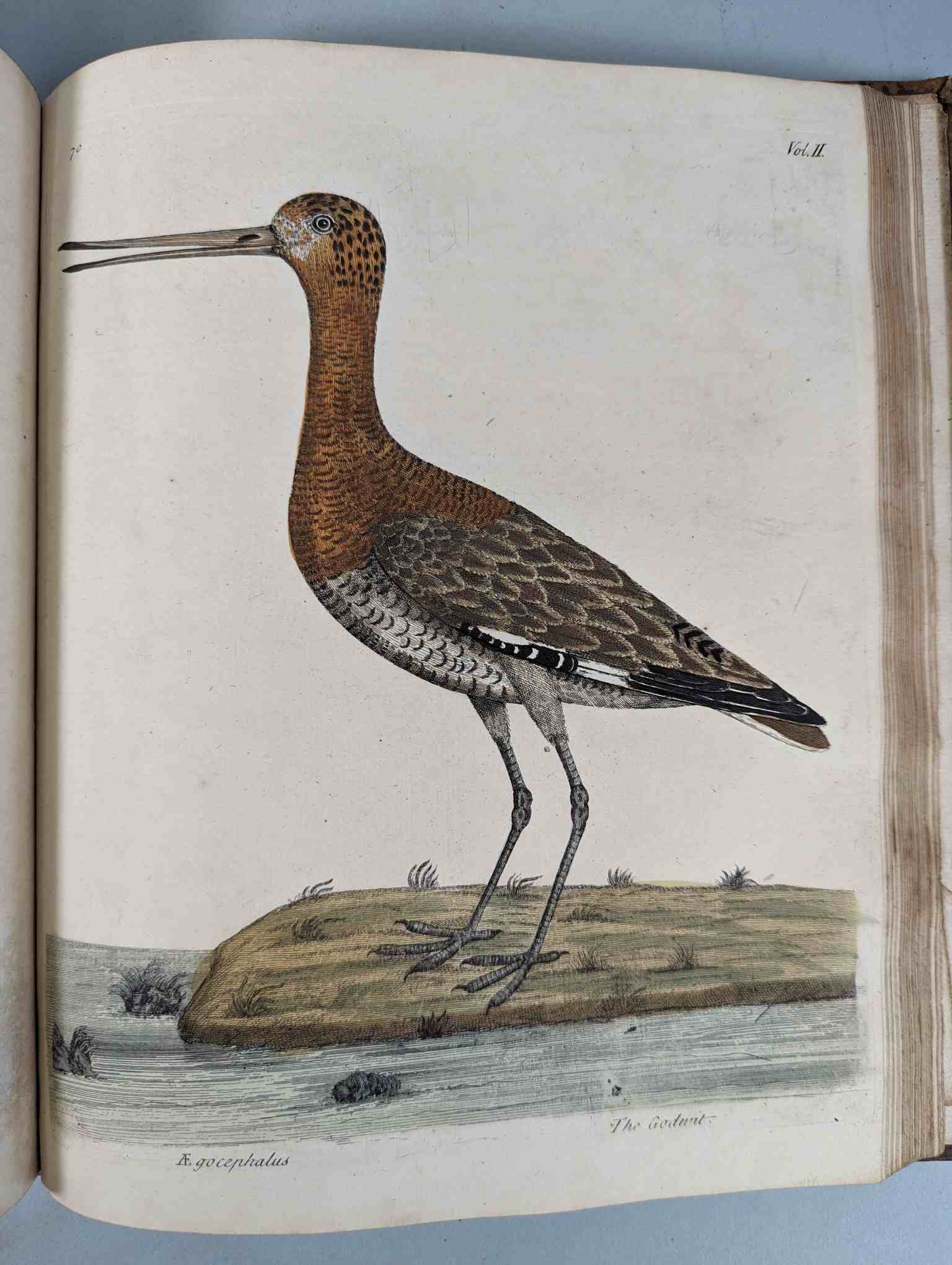 ALBIN, Eleazar. A Natural History of Birds, to which are added, Notes and Observations by W. - Image 174 of 208