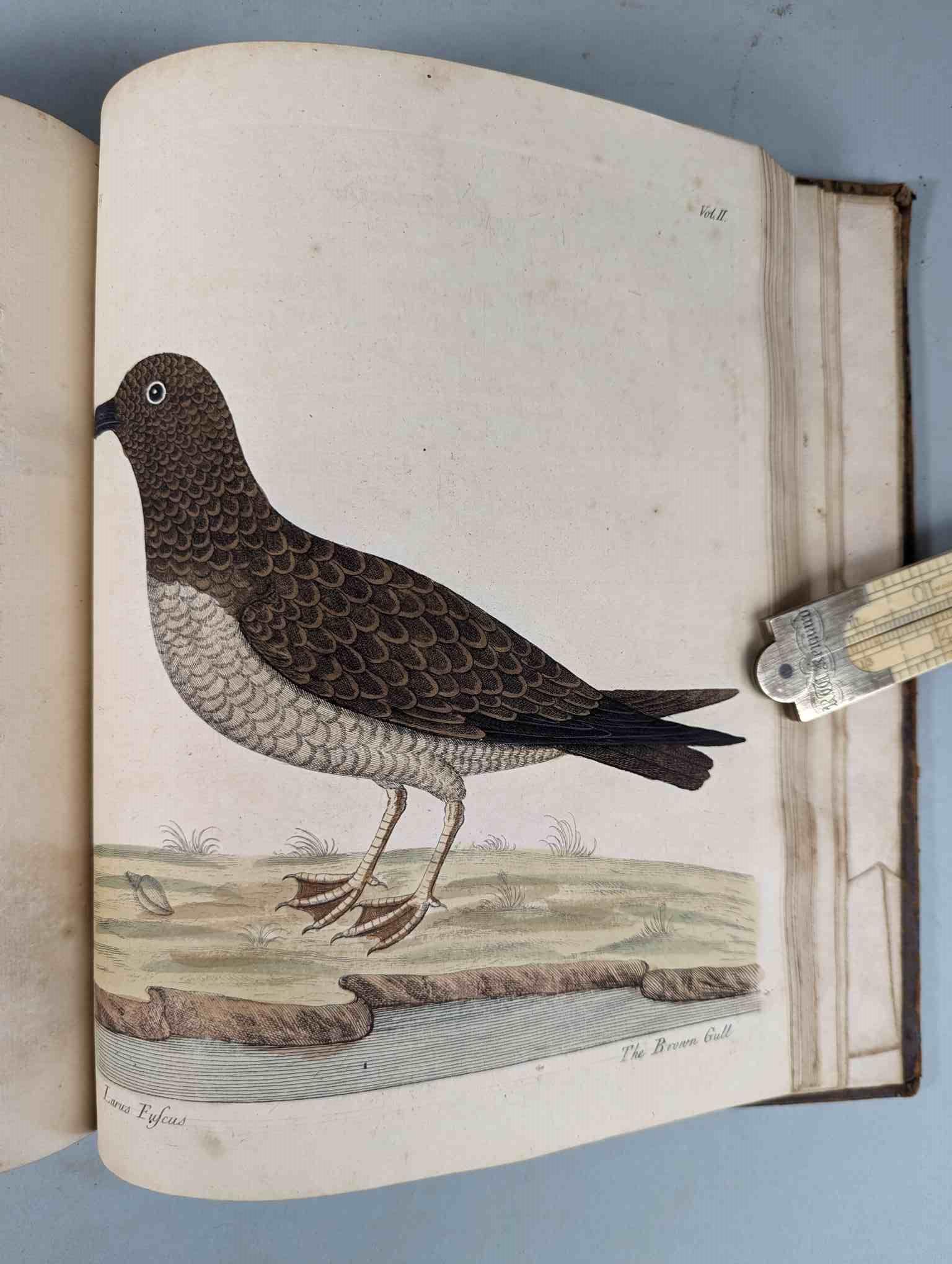 ALBIN, Eleazar. A Natural History of Birds, to which are added, Notes and Observations by W. - Image 189 of 208