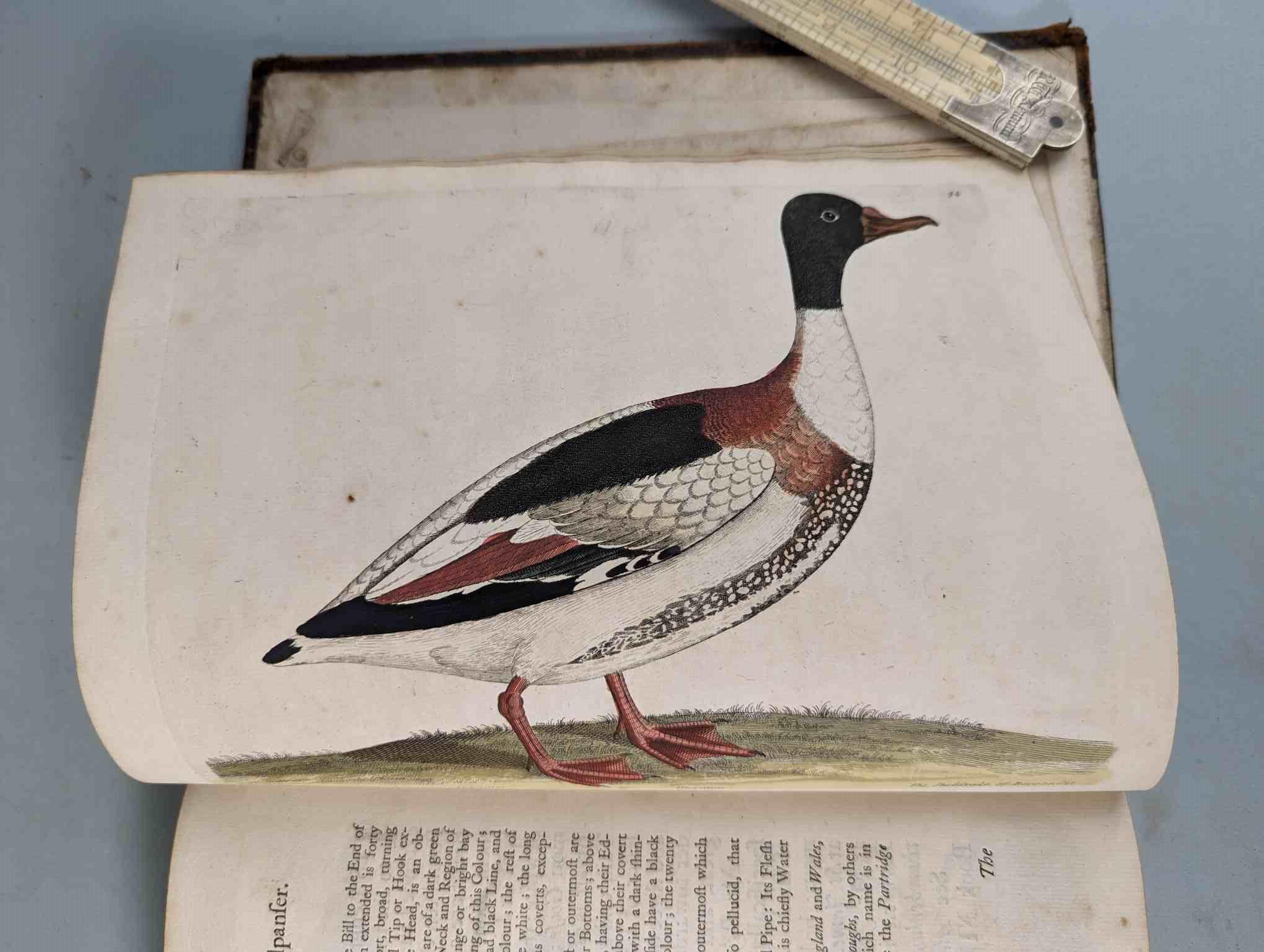 ALBIN, Eleazar. A Natural History of Birds, to which are added, Notes and Observations by W. - Image 97 of 208