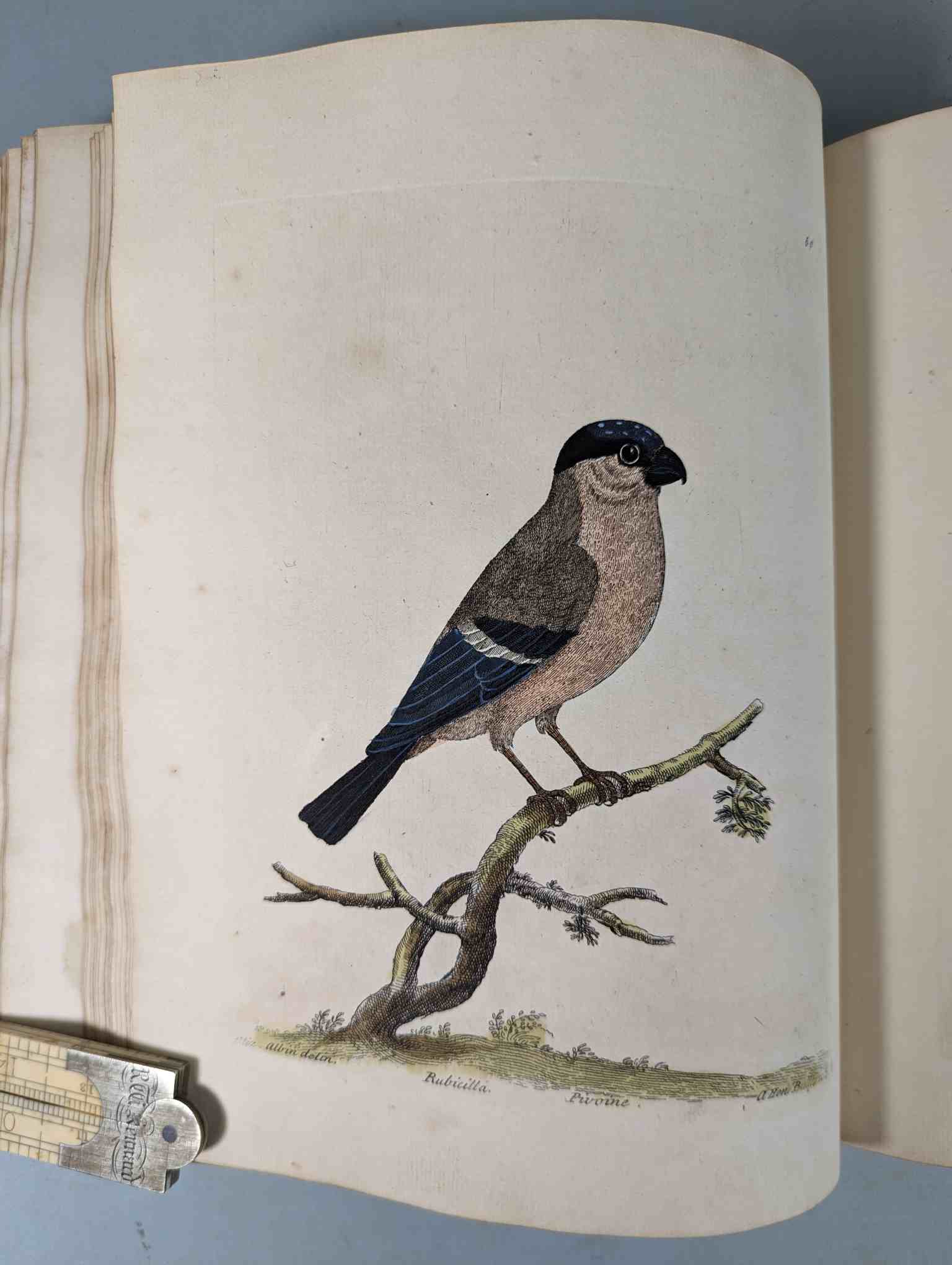 ALBIN, Eleazar. A Natural History of Birds, to which are added, Notes and Observations by W. - Image 62 of 208