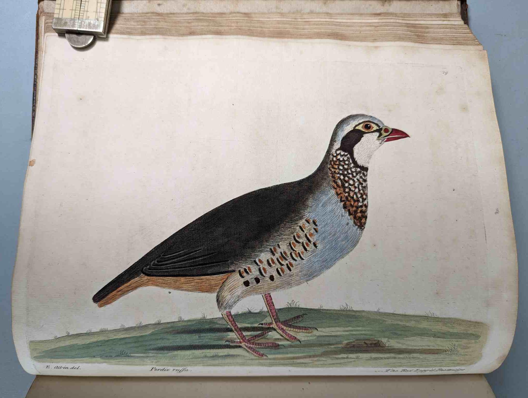 ALBIN, Eleazar. A Natural History of Birds, to which are added, Notes and Observations by W. - Image 32 of 208