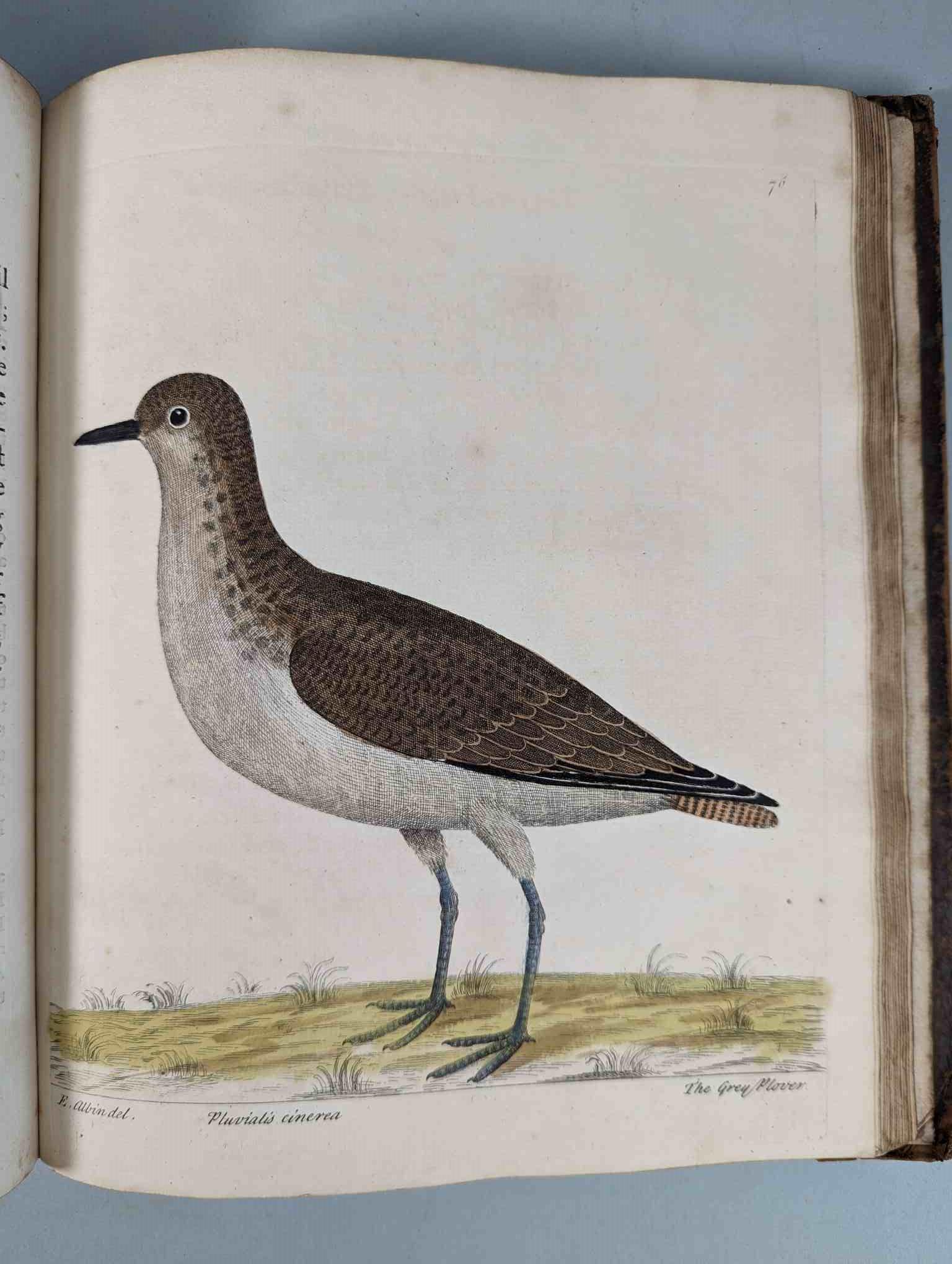 ALBIN, Eleazar. A Natural History of Birds, to which are added, Notes and Observations by W. - Image 79 of 208