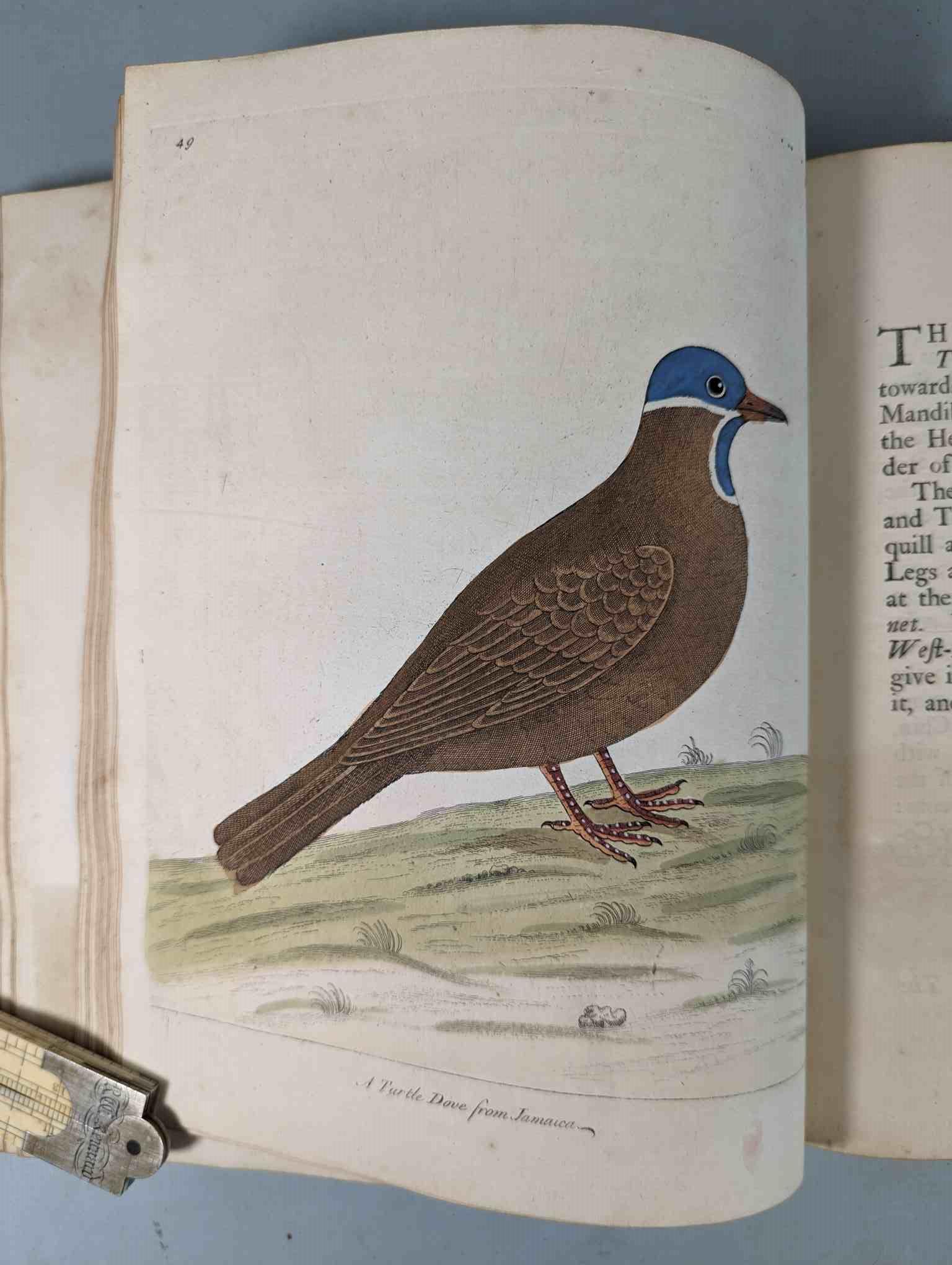 ALBIN, Eleazar. A Natural History of Birds, to which are added, Notes and Observations by W. - Image 153 of 208