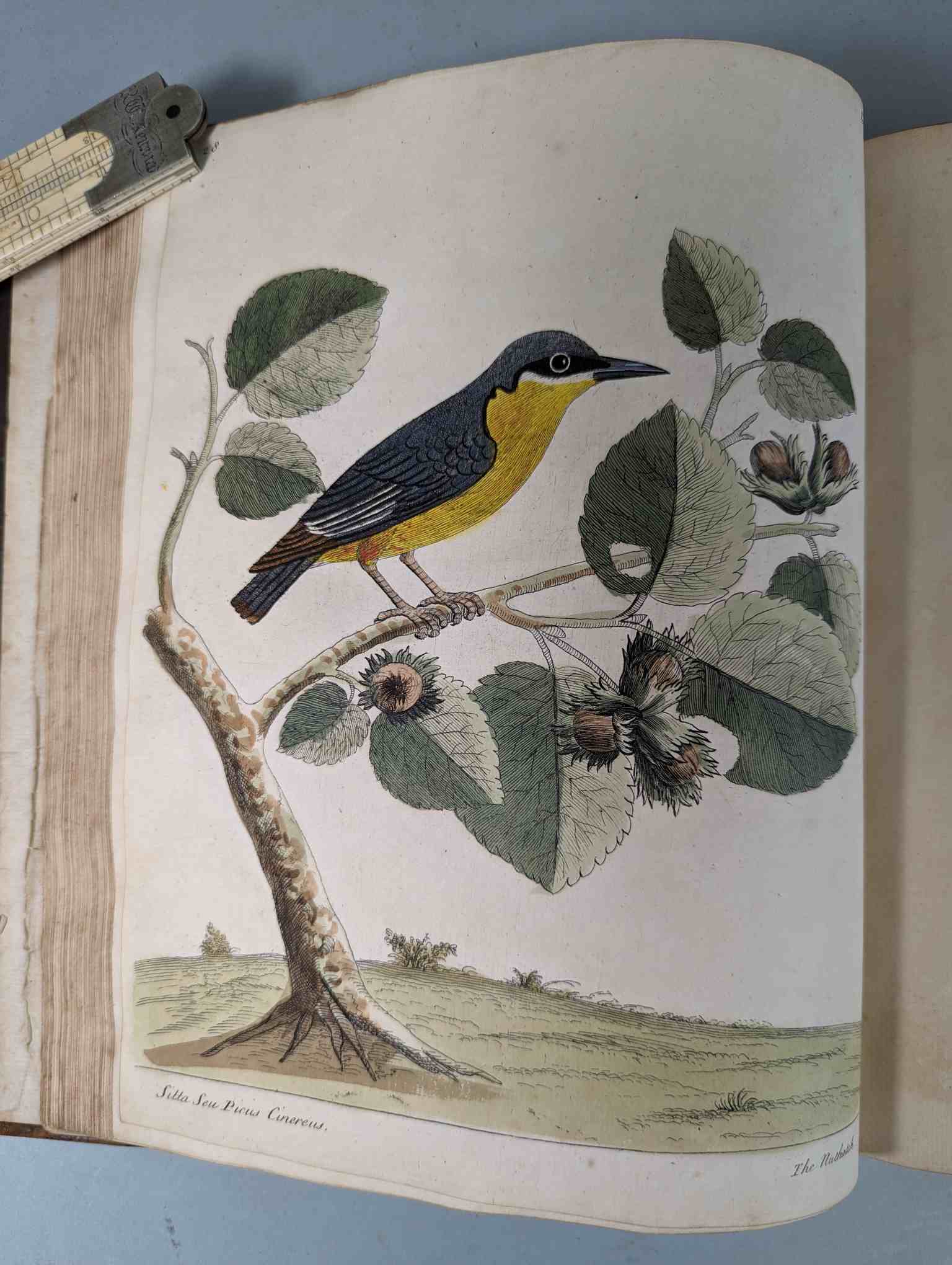 ALBIN, Eleazar. A Natural History of Birds, to which are added, Notes and Observations by W. - Image 132 of 208