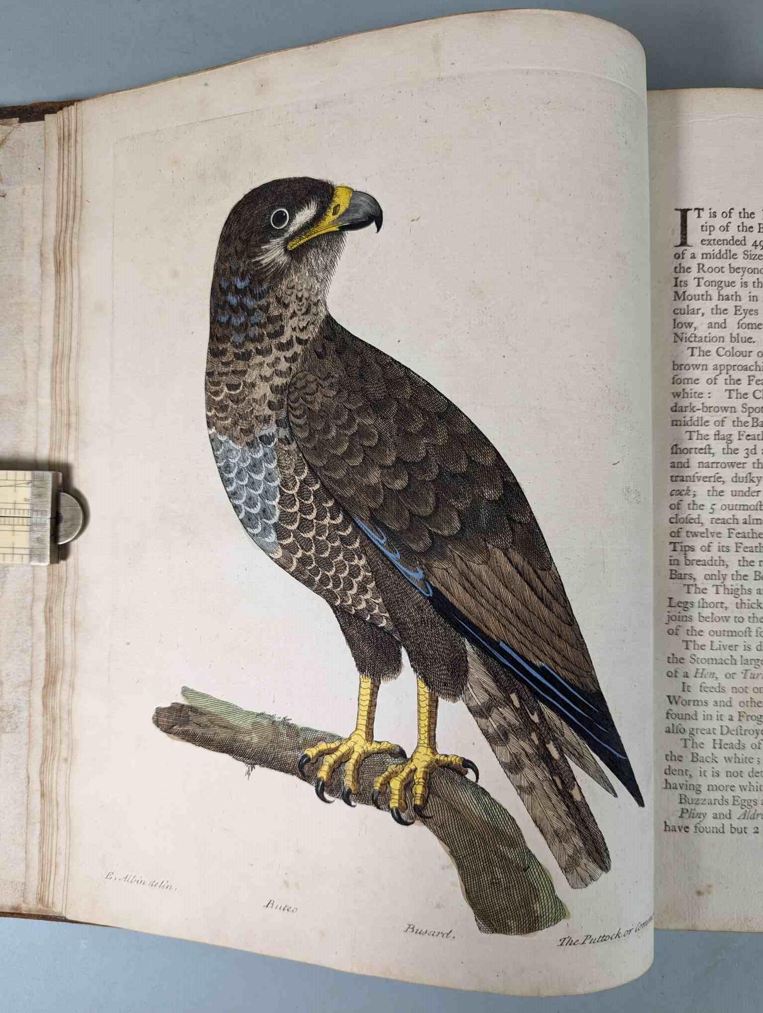 ALBIN, Eleazar. A Natural History of Birds, to which are added, Notes and Observations by W. - Image 8 of 208