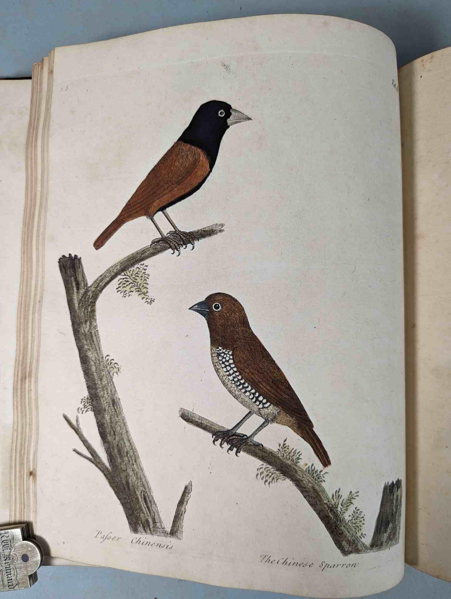 ALBIN, Eleazar. A Natural History of Birds, to which are added, Notes and Observations by W. - Image 157 of 208
