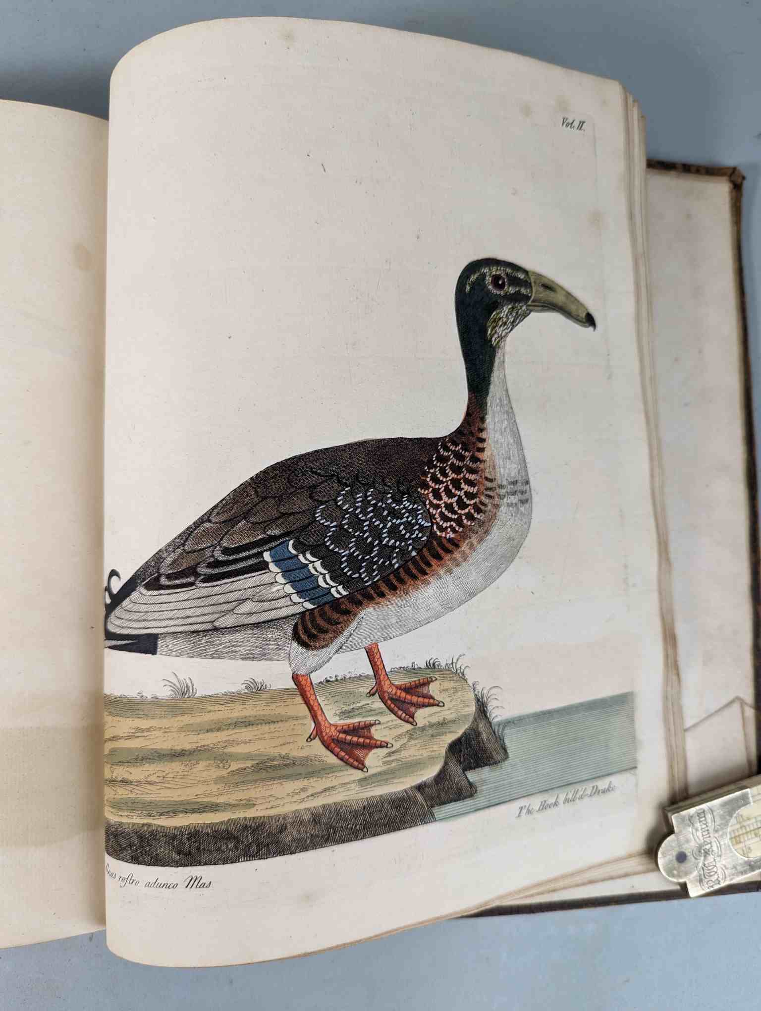 ALBIN, Eleazar. A Natural History of Birds, to which are added, Notes and Observations by W. - Image 201 of 208