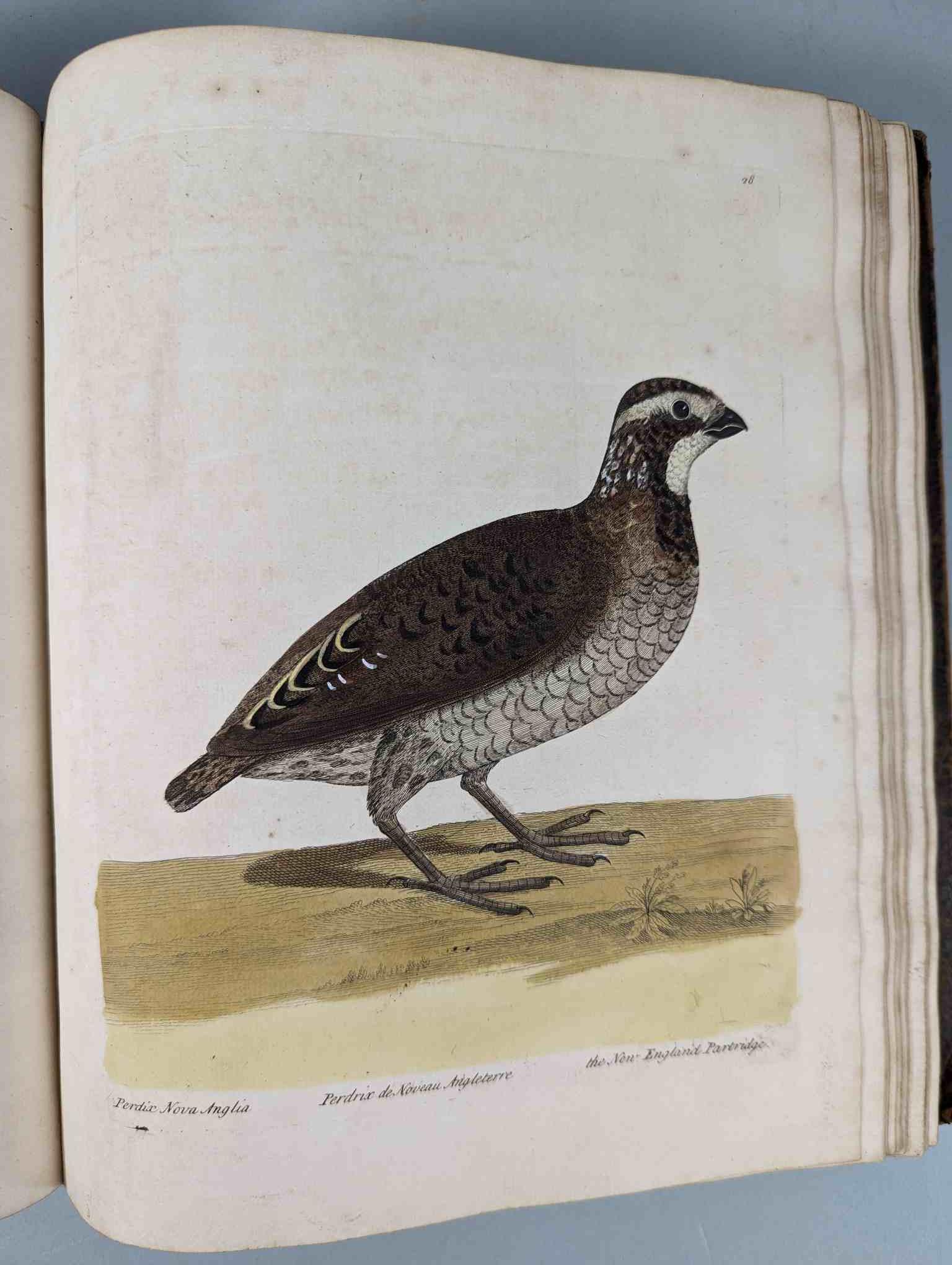 ALBIN, Eleazar. A Natural History of Birds, to which are added, Notes and Observations by W. - Image 31 of 208