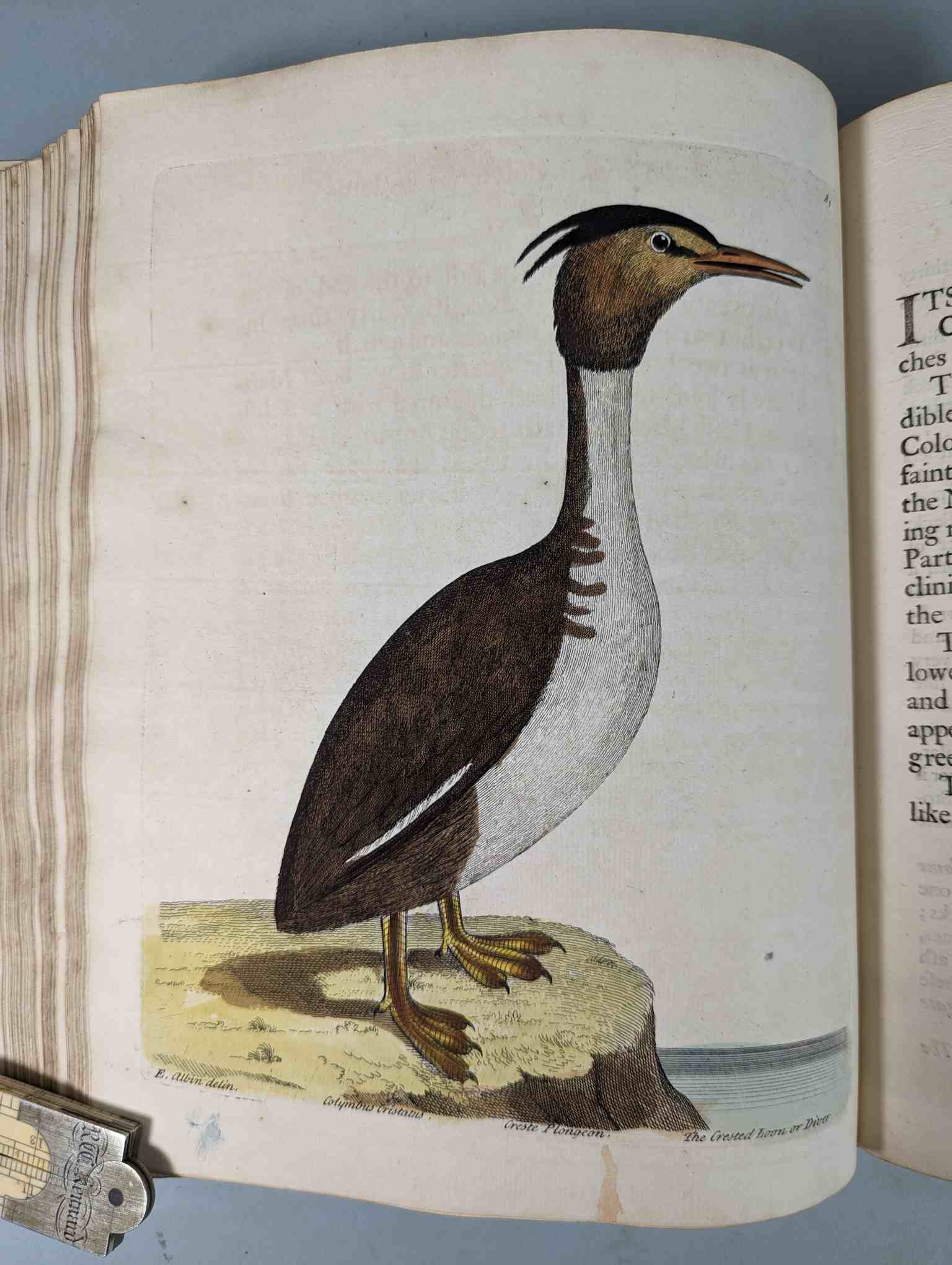ALBIN, Eleazar. A Natural History of Birds, to which are added, Notes and Observations by W. - Image 84 of 208