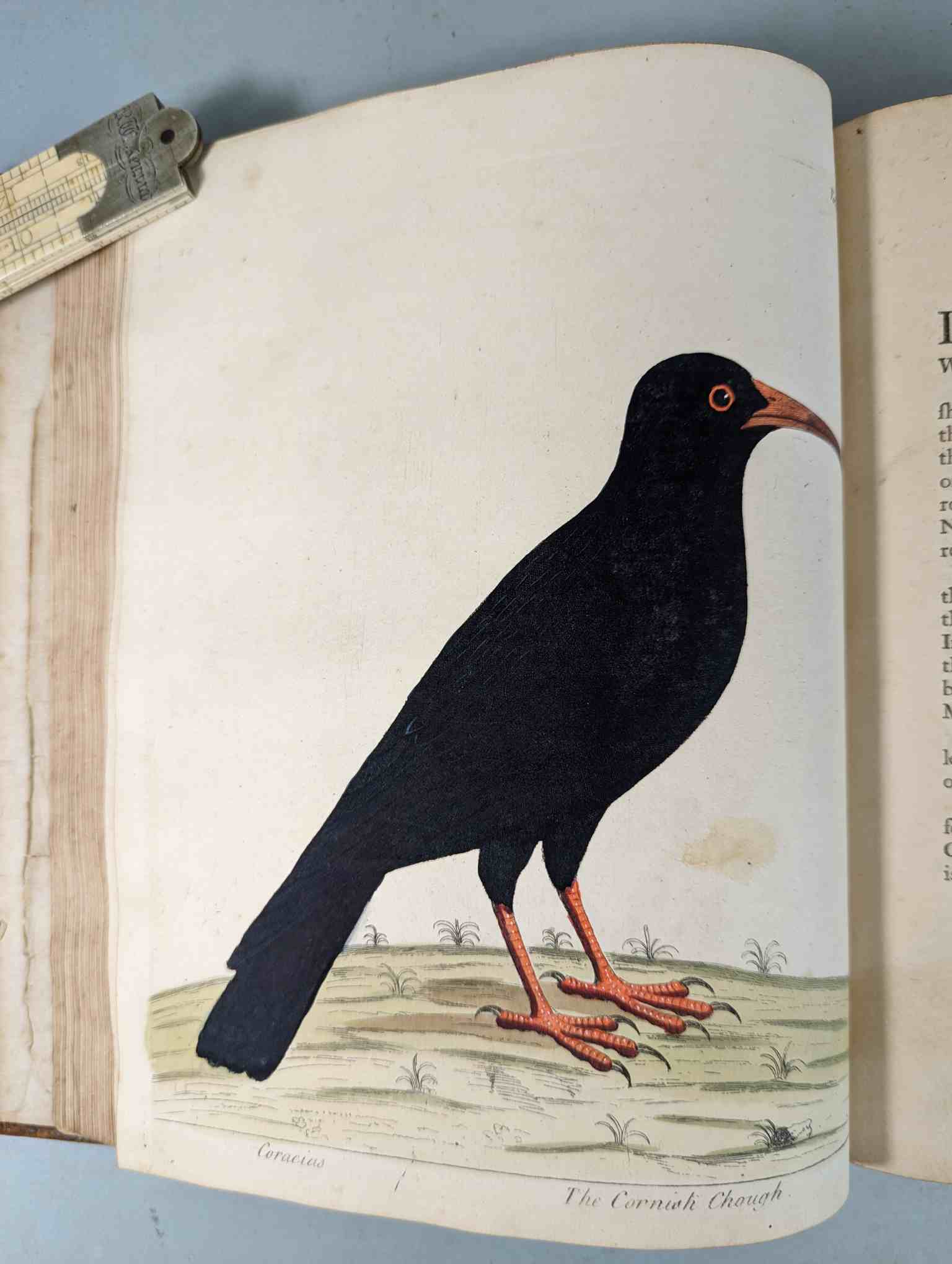 ALBIN, Eleazar. A Natural History of Birds, to which are added, Notes and Observations by W. - Image 128 of 208