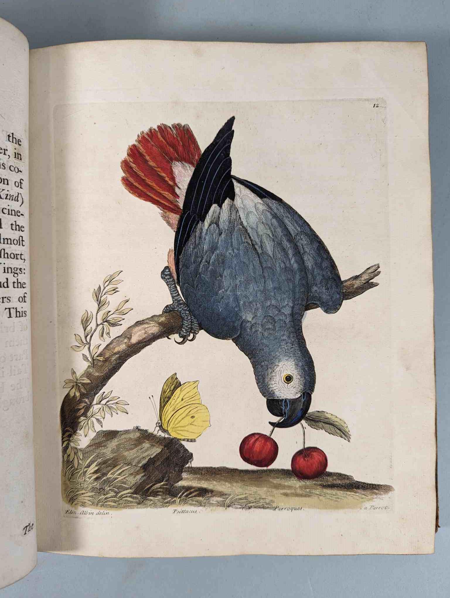 ALBIN, Eleazar. A Natural History of Birds, to which are added, Notes and Observations by W. - Image 15 of 208