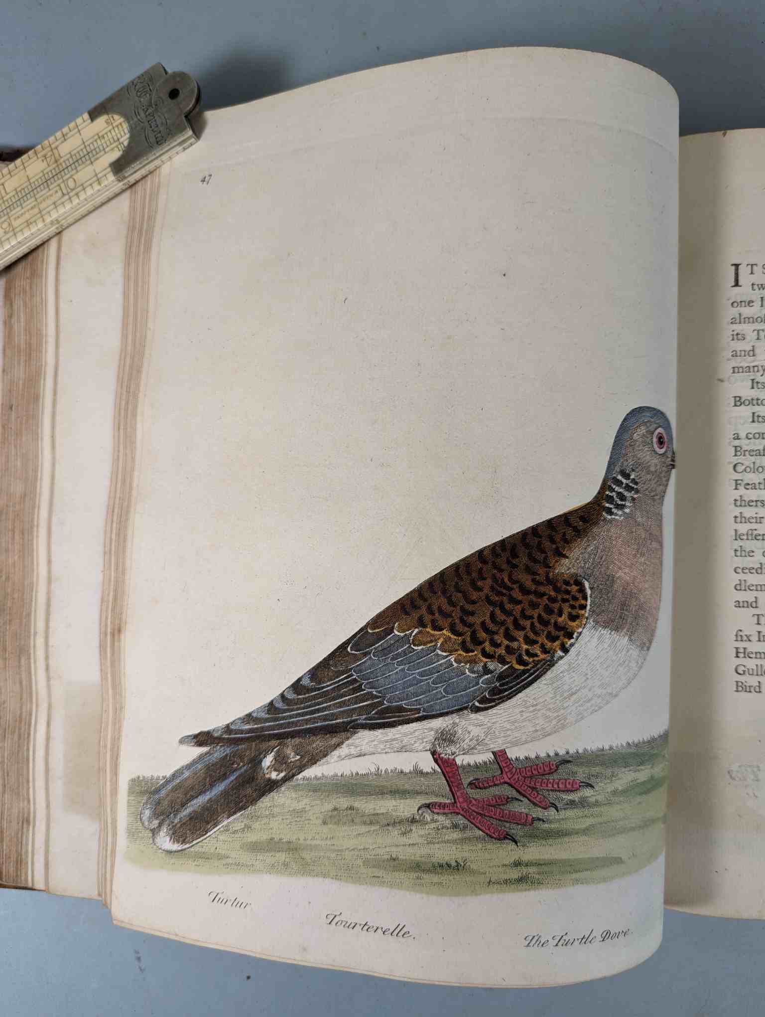ALBIN, Eleazar. A Natural History of Birds, to which are added, Notes and Observations by W. - Image 151 of 208