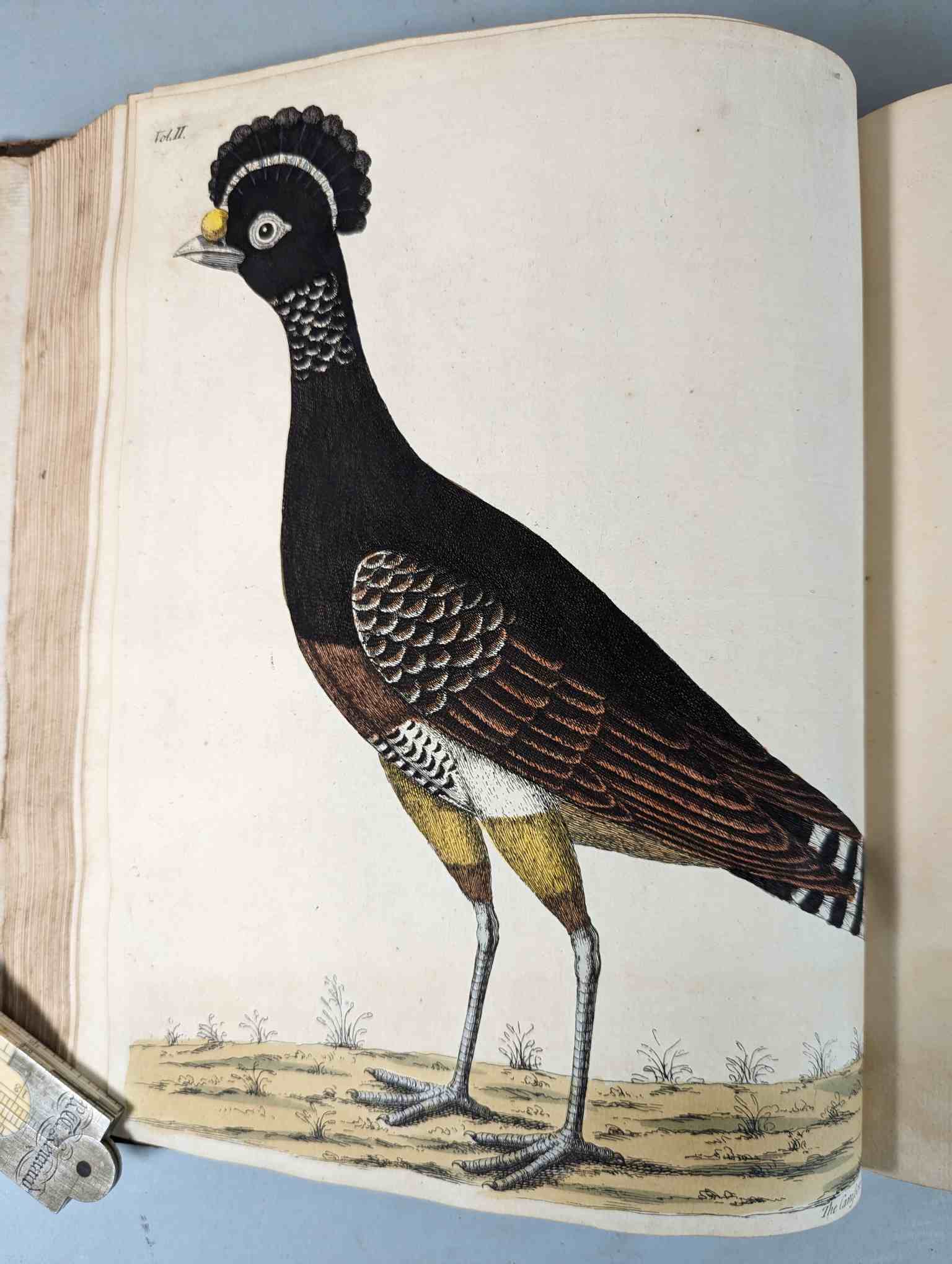 ALBIN, Eleazar. A Natural History of Birds, to which are added, Notes and Observations by W. - Image 135 of 208