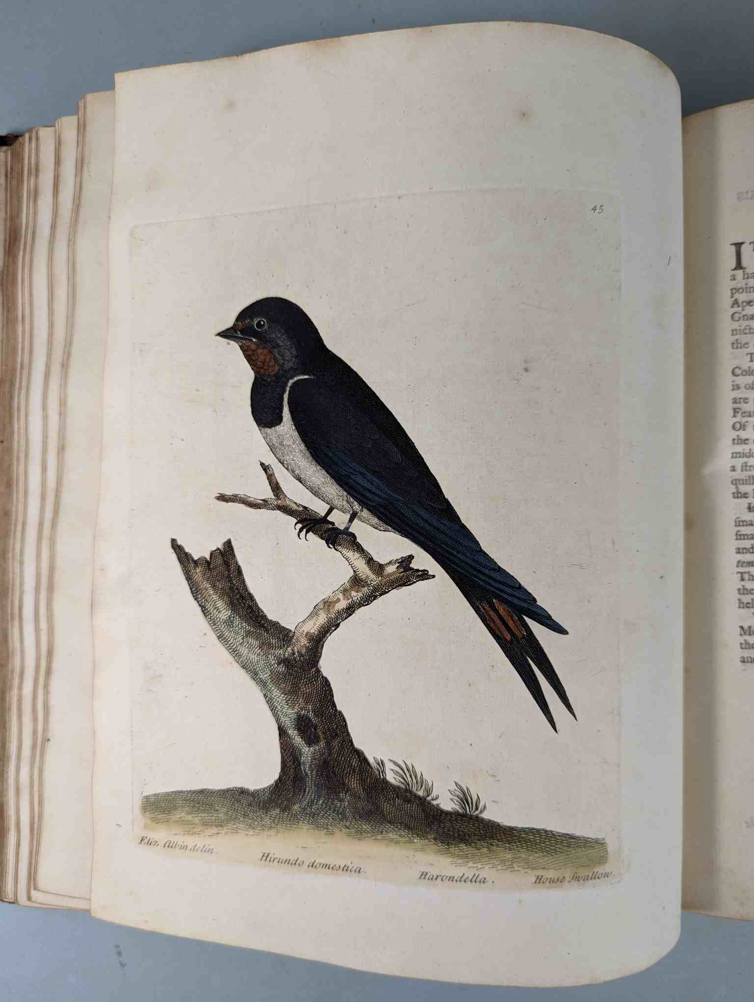 ALBIN, Eleazar. A Natural History of Birds, to which are added, Notes and Observations by W. - Image 48 of 208
