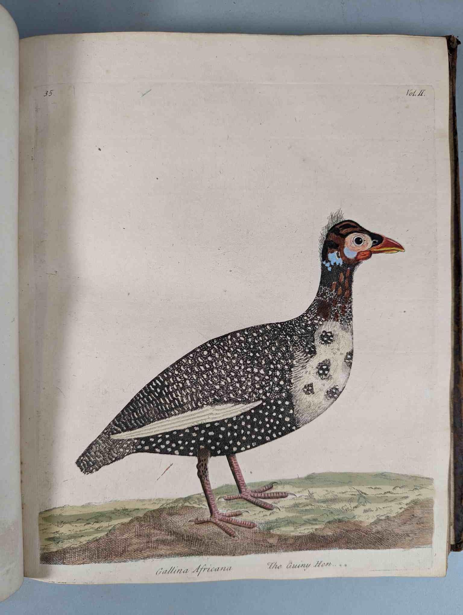 ALBIN, Eleazar. A Natural History of Birds, to which are added, Notes and Observations by W. - Image 139 of 208
